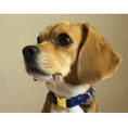 Cargar la imagen en la vista de la galería, Blue Gold Flower collar de hebilla para perro