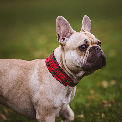 RED WOOL collar para perro de cuero