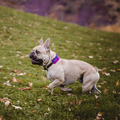 PINK PURPLE WOOL collar para perro de cuero