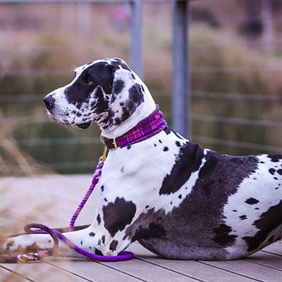 GRAPE WOOL collar para perro de cuero