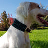 GREEN WOOL collar para perro de cuero