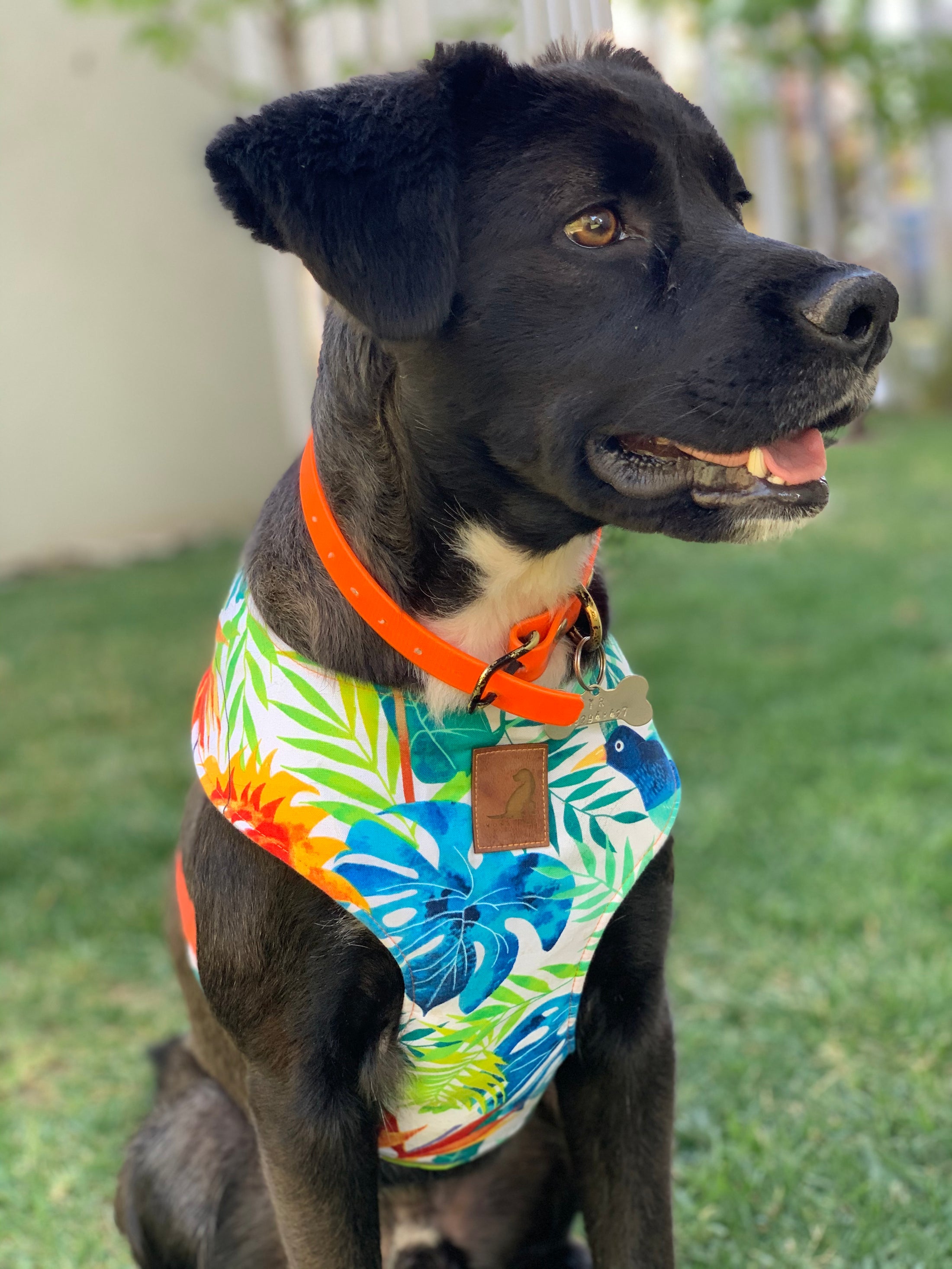 Pechera Tropical arnes para perros y gatos