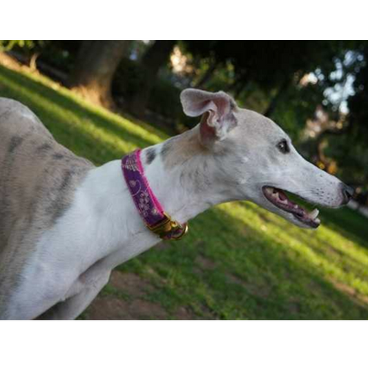 Purple Indi collar de hebilla para perros y gatos