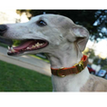 Cargar la imagen en la vista de la galería, Tobacco collar de hebilla para perros y gatos
